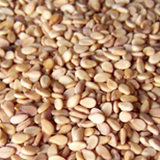 Sesame Seeds