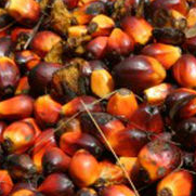 Palm Kernel